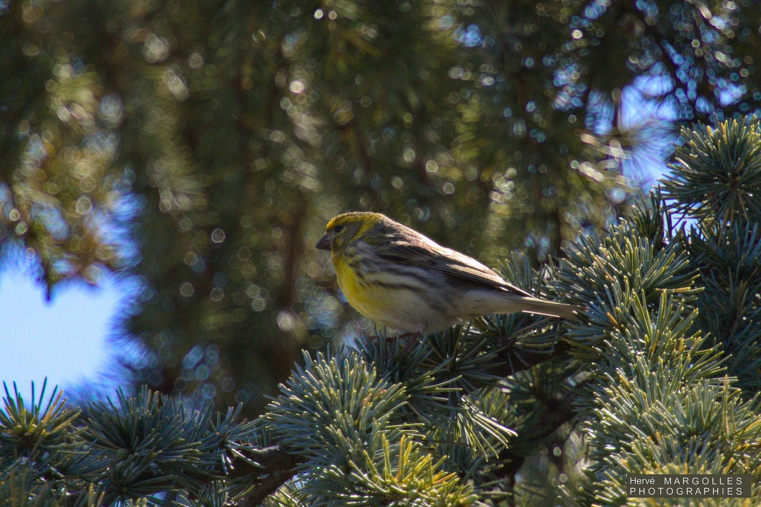 Serin cini-01.jpg